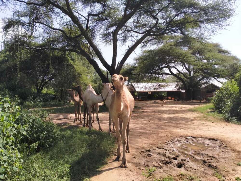 Neue Gäste im Calabash!