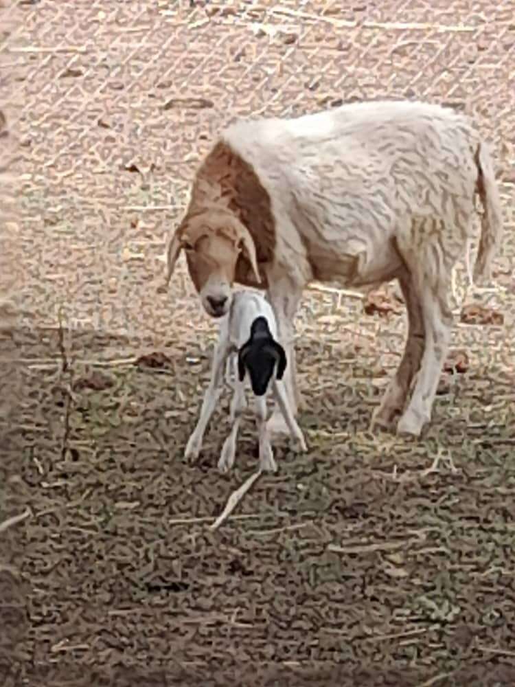 Nachwuchs auf dem Gartengrundstück