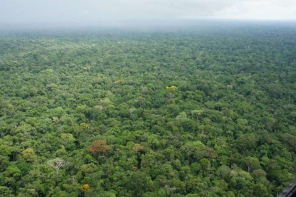 Erdölförderung im Yasuni-Regenwald